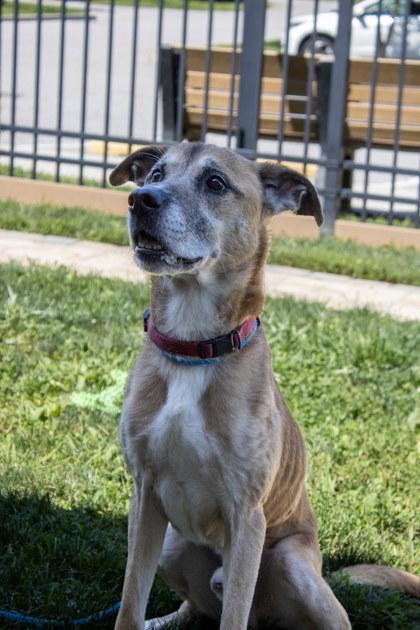 Pac, Adoptable, Adult Male Mixed Breed & Mixed Breed.