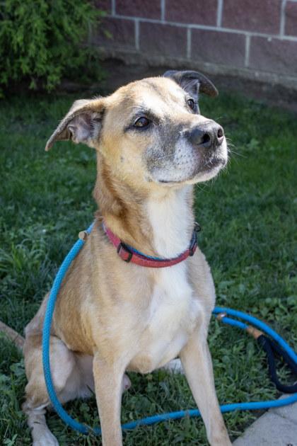 Enlarge Pac, a Adoptable mixed breed in Fallston, MD image 2/3