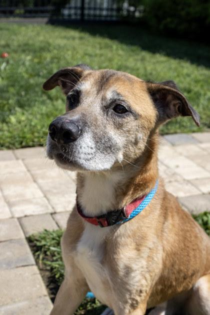 Enlarge Pac, a Adoptable mixed breed in Fallston, MD image 3/3