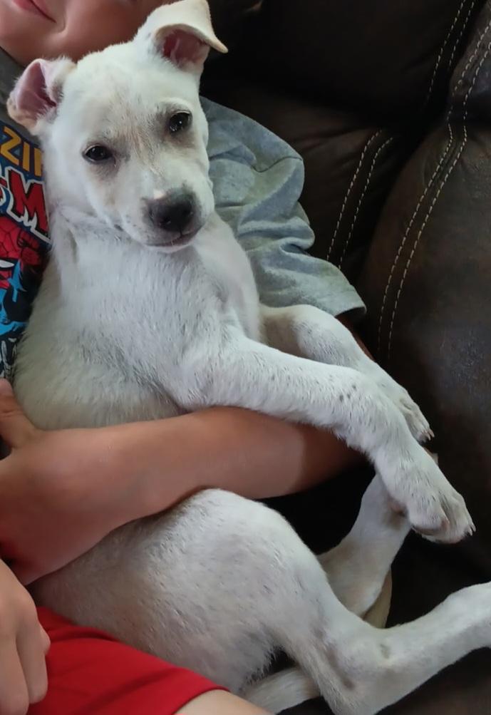 Willa, Adopted, Puppy Female Labrador Retriever.