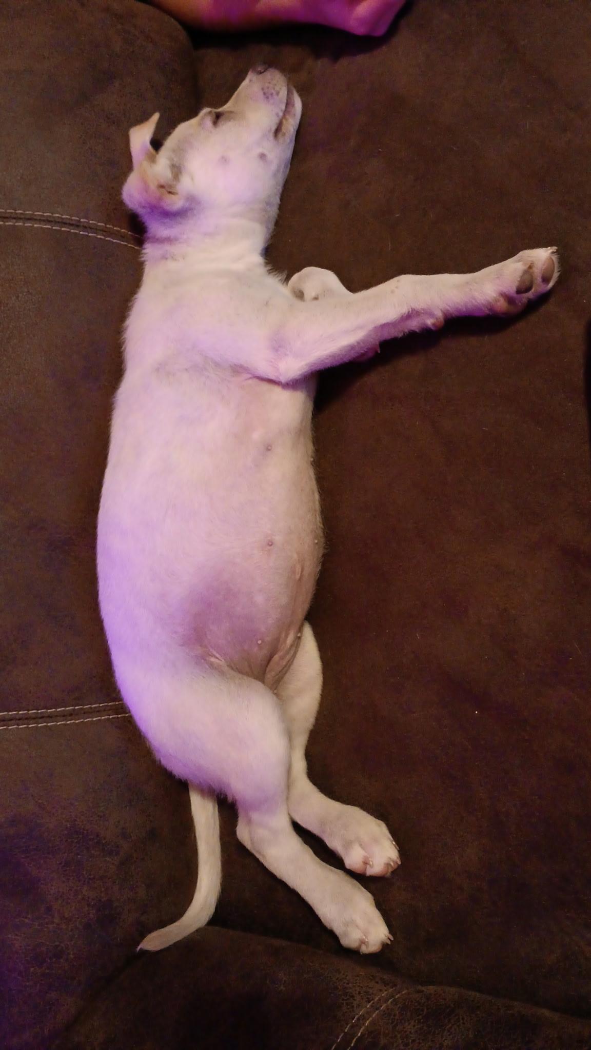 Enlarge Willa, a Adopted mixed breed in Carey, OH image 3/4