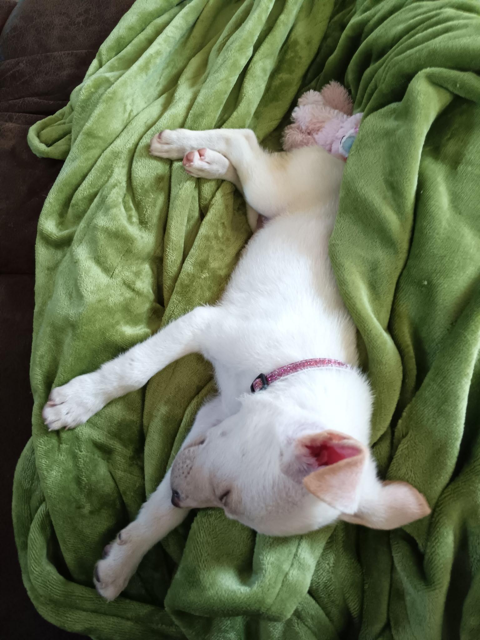 Enlarge Willa, a Adopted mixed breed in Carey, OH image 4/4