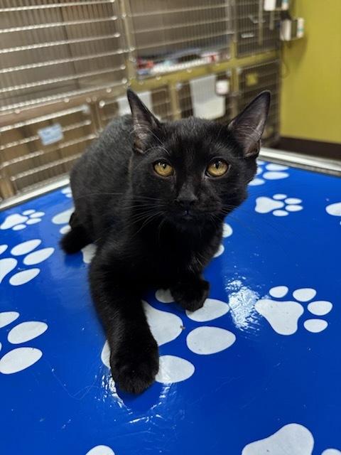 Gemini, an adoptable Domestic Short Hair in wetaskiwin, AB, t9a 2j4 | Photo Image 1
