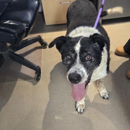 Carl, Adoptable, Senior Male Cattle Dog & Mixed Breed.