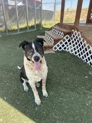 Carl, a Adoptable mixed breed in Divide, CO image 2/2
