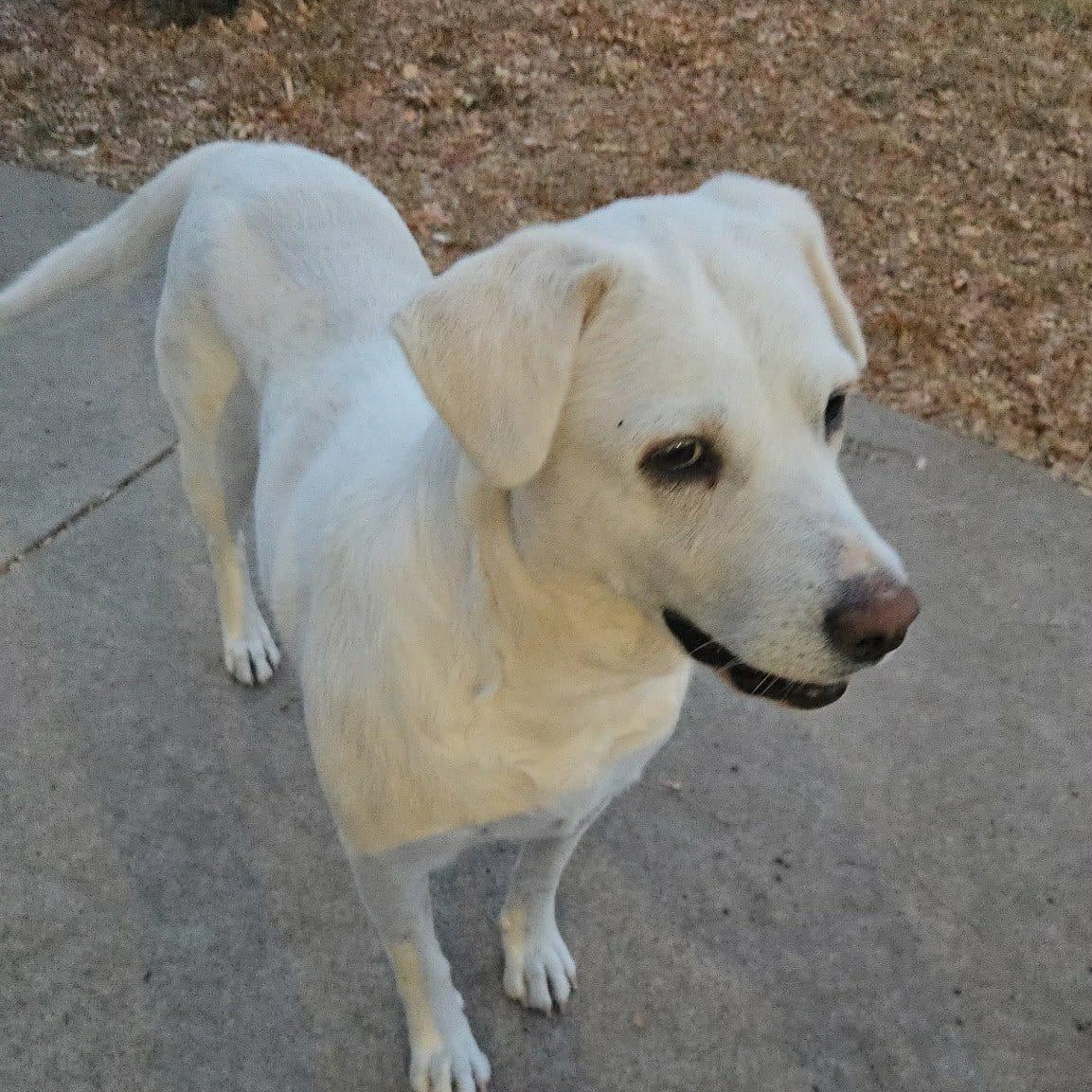 SNOWBERRY, Adoptable, Adult Female Great Pyrenees.