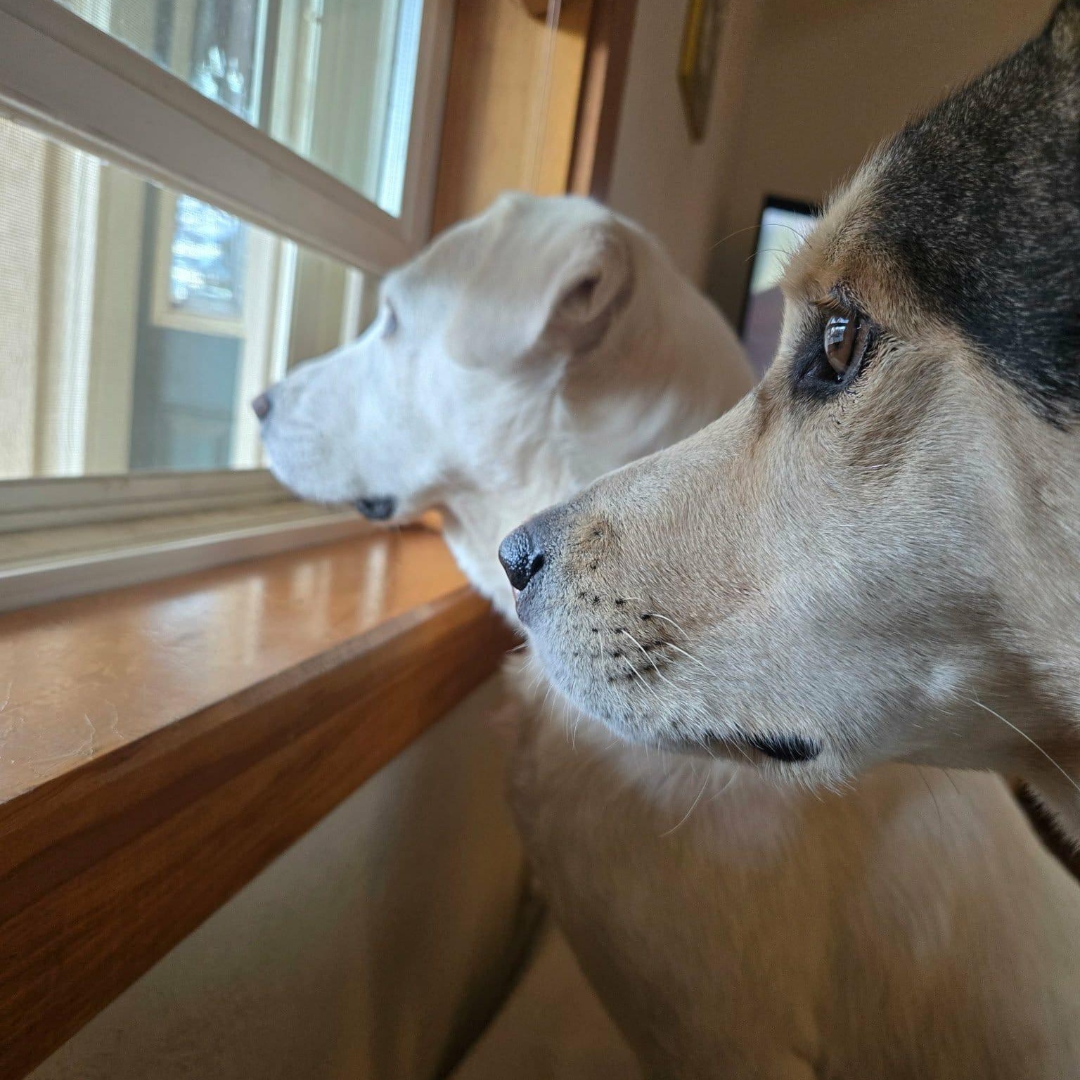 Enlarge SNOWBERRY, a Adoptable mixed breed in Loveland, CO image 2/6