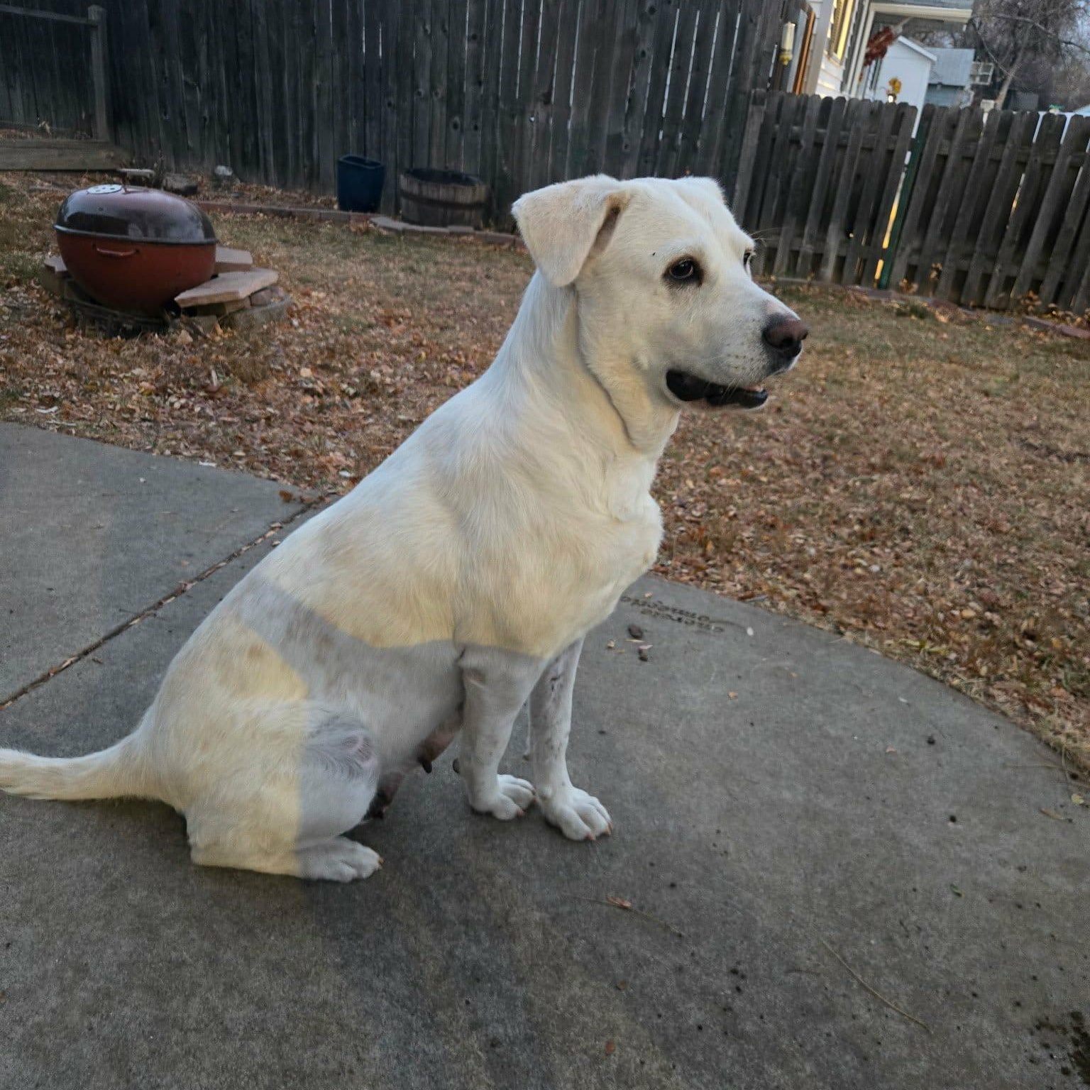 Enlarge SNOWBERRY, a Adoptable mixed breed in Loveland, CO image 6/6