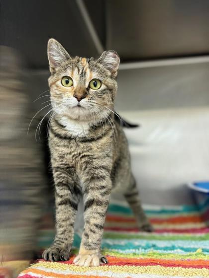 Edith, Adoptable, Kitten Female Domestic Short Hair & Domestic Short Hair.