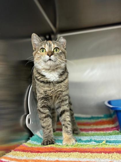 Enlarge Edith, a Adoptable Domestic Short Hair in Fergus Falls, MN image 2/2