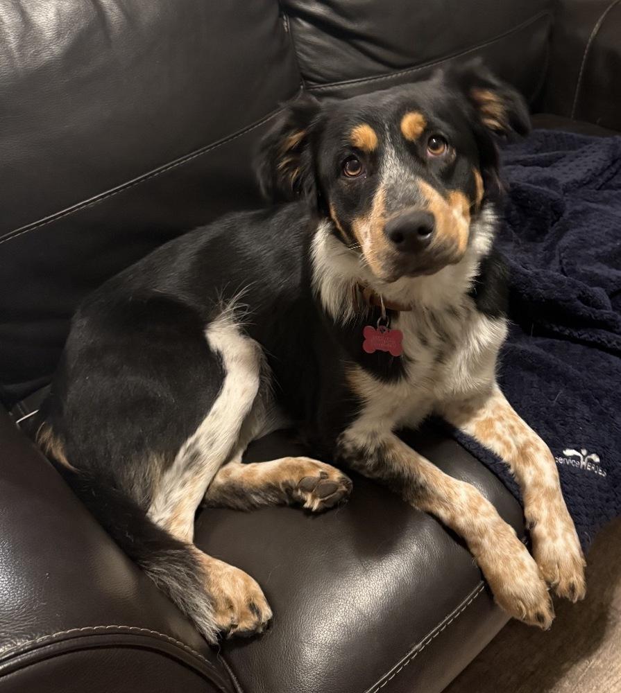 Enlarge Roxie-Rae, a Adoptable mixed breed in Sanger, TX image 1/1