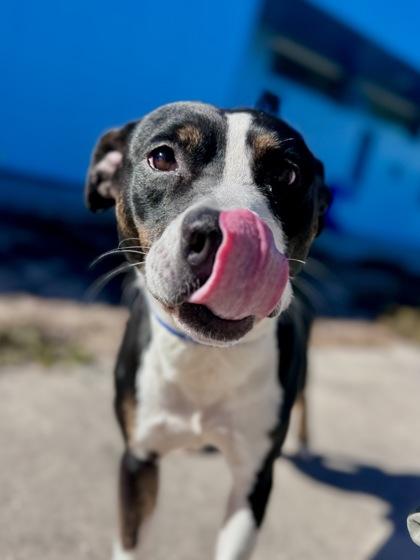 Levi (Formerly Booker NLOL), Adoptable, Adult Male Pit Bull Terrier & Mixed Breed.