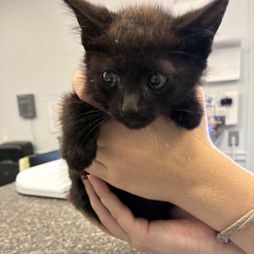 Enlarge Clipper, a Adoptable mixed breed in Morganfield, KY image 1/1