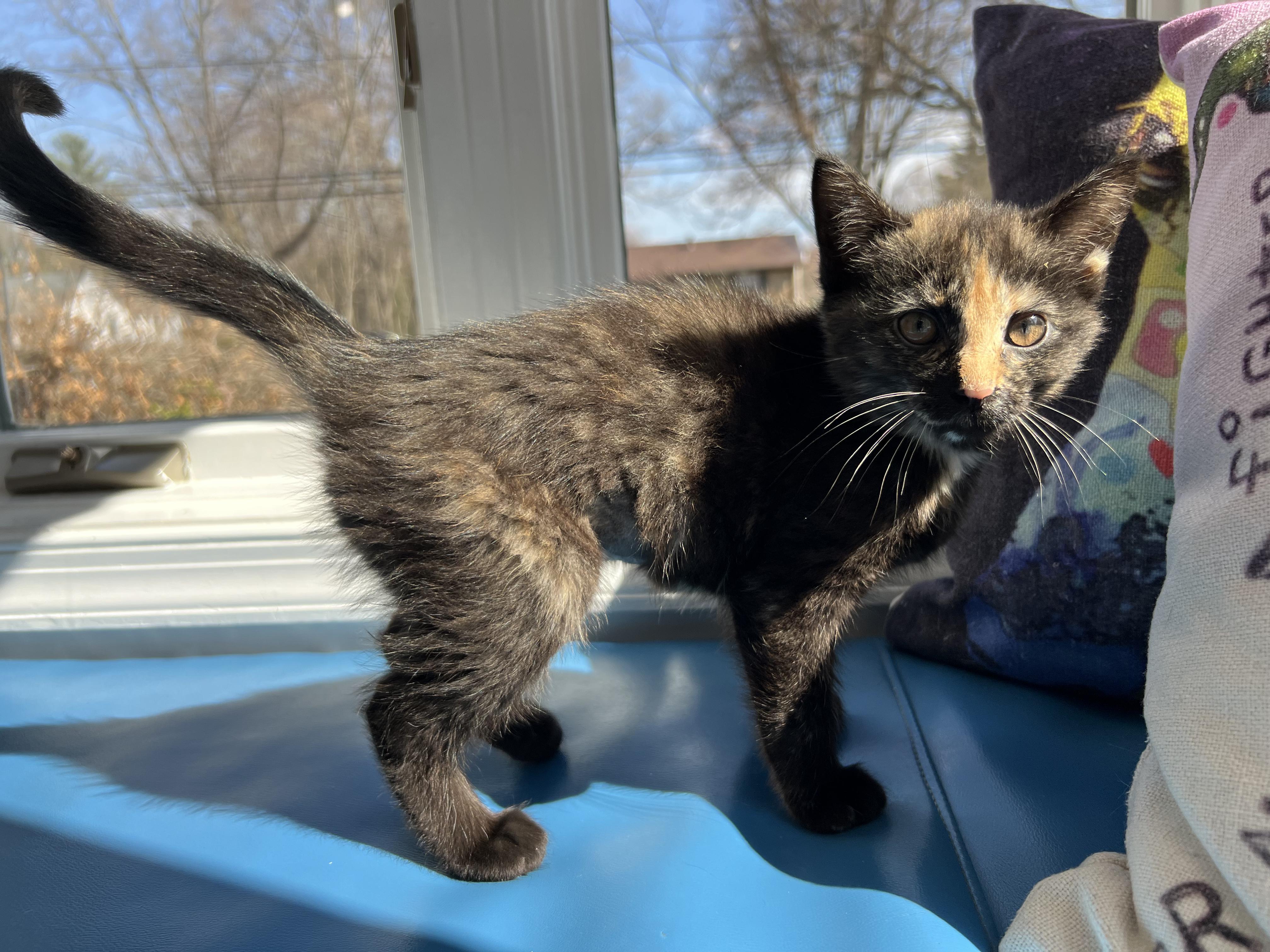 Sparkle Toes, adopted, Young Female Domestic Short Hair.