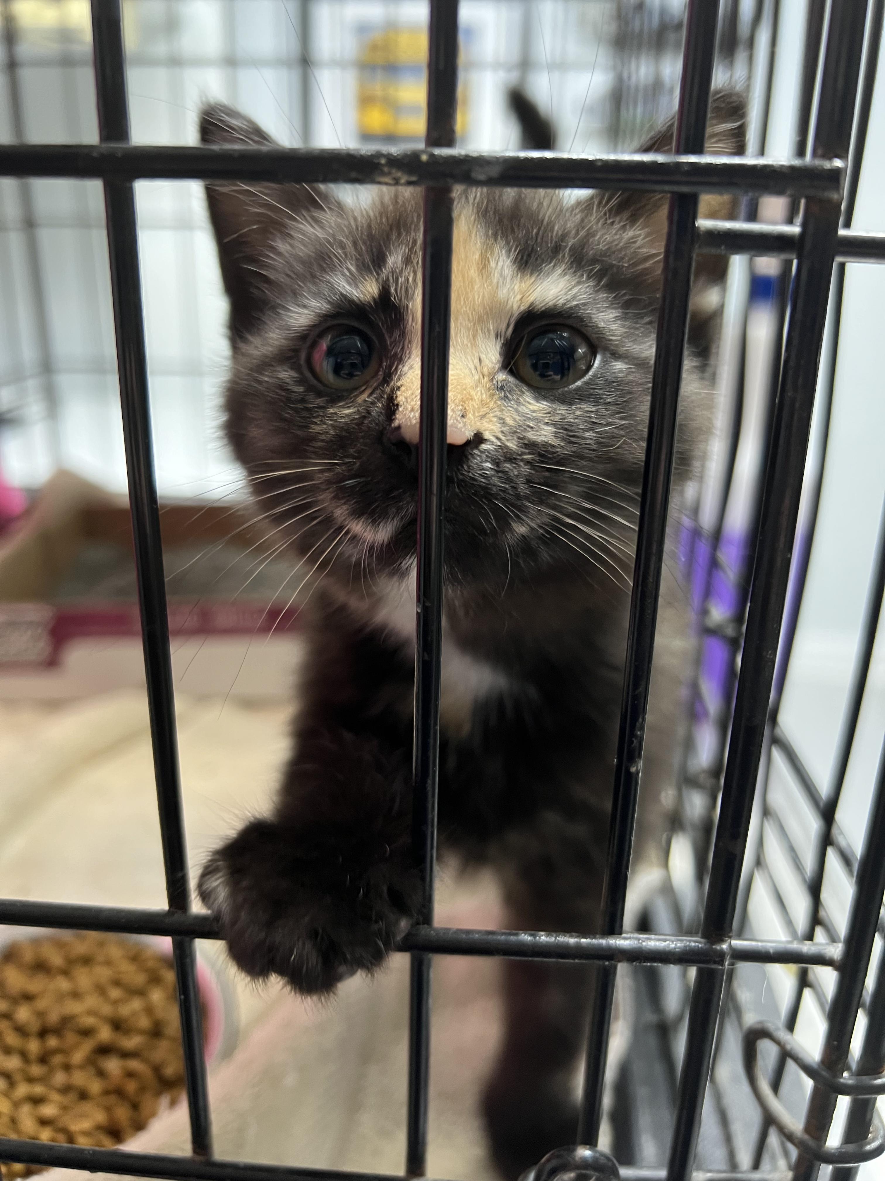 Enlarge Sparkle Toes, an adopted Domestic Short Hair in Gaithersburg, MD image 2/2