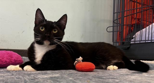 VERONICA, Adoptable, Young Female Domestic Short Hair.