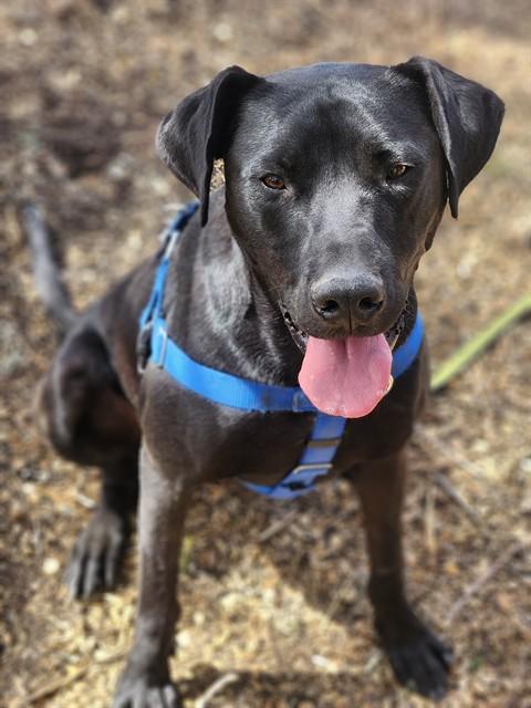 SEAMUS, Adoptable, Young Male Labrador Retriever & Mixed Breed.