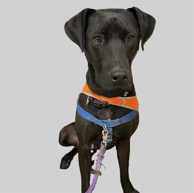 SEAMUS, Adoptable, Young Male Labrador Retriever & Mixed Breed.