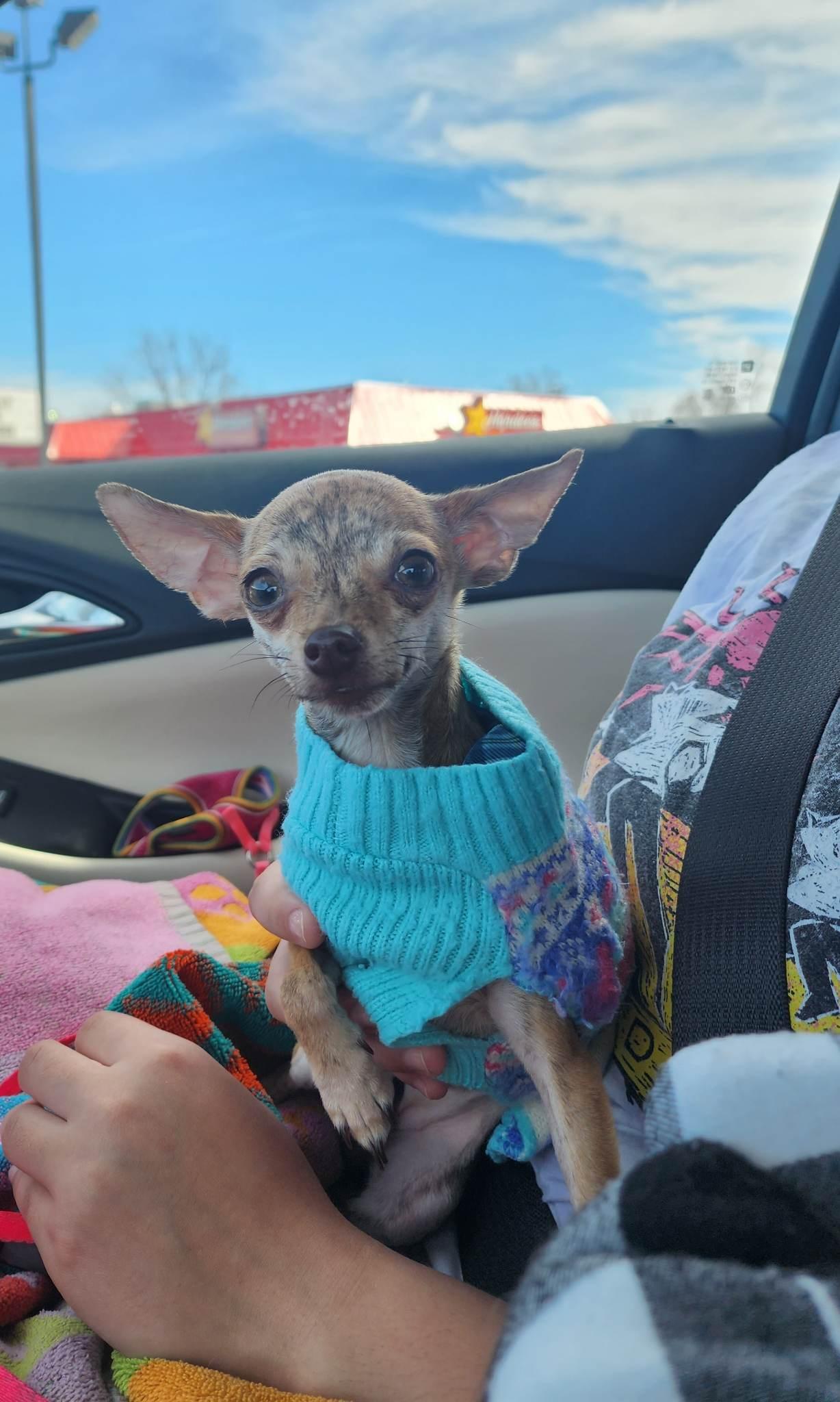 Enlarge Zelda, a Adopted Chihuahua in Columbia, MO image 1/6