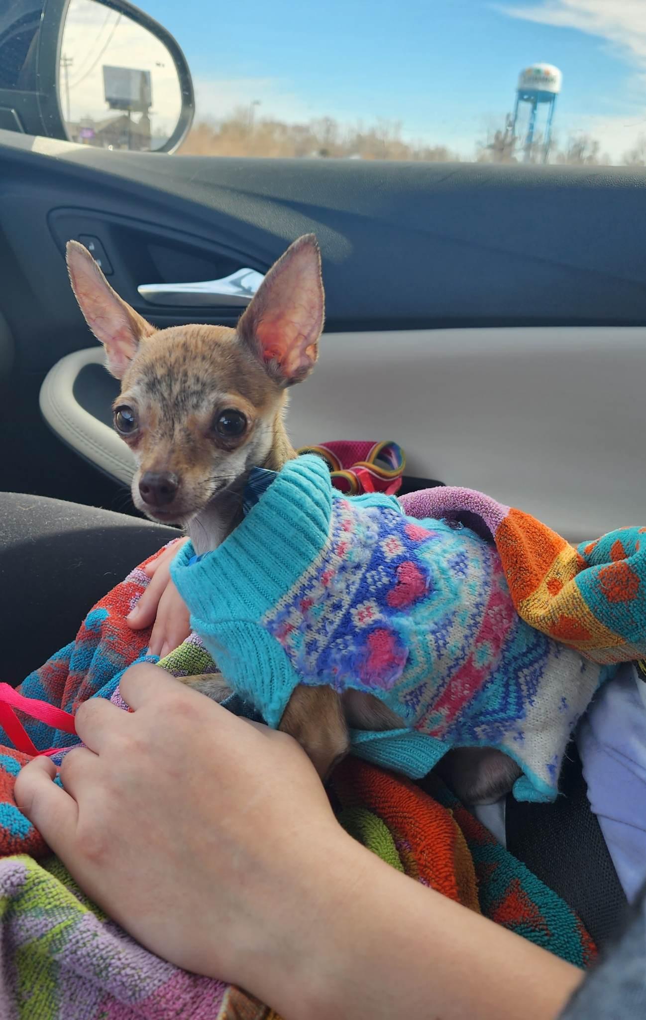 Enlarge Zelda, a Adopted Chihuahua in Columbia, MO image 2/6