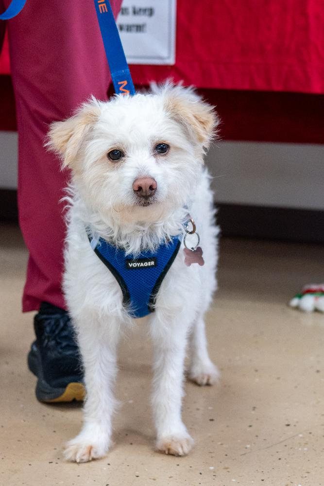 Caleb Williams, Adoptable, Adult Male Terrier.