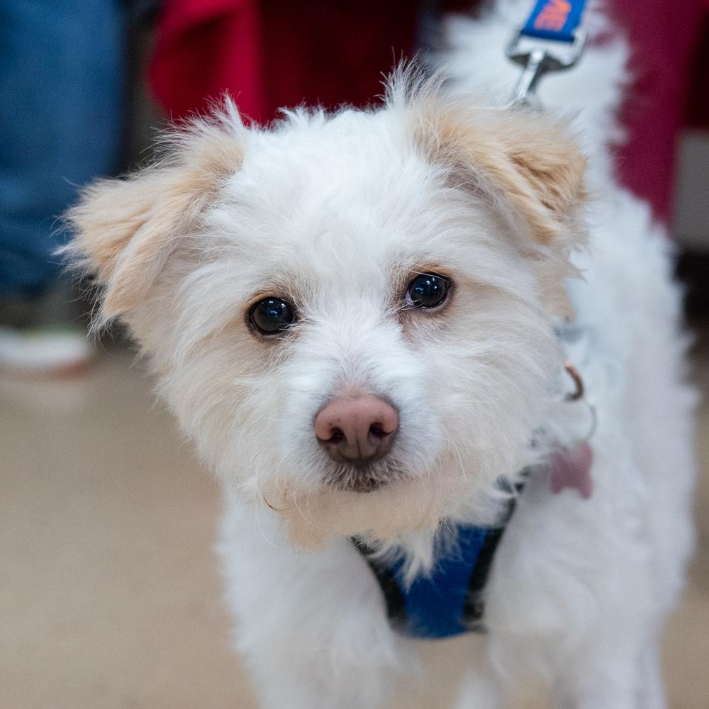 Enlarge Caleb Williams, a Adoptable mixed breed in Mundelein, IL image 2/6