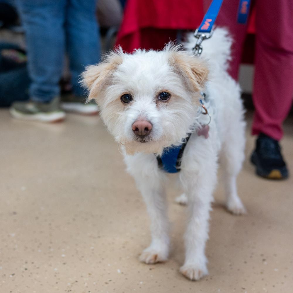 Enlarge Caleb Williams, a Adoptable mixed breed in Mundelein, IL image 4/6