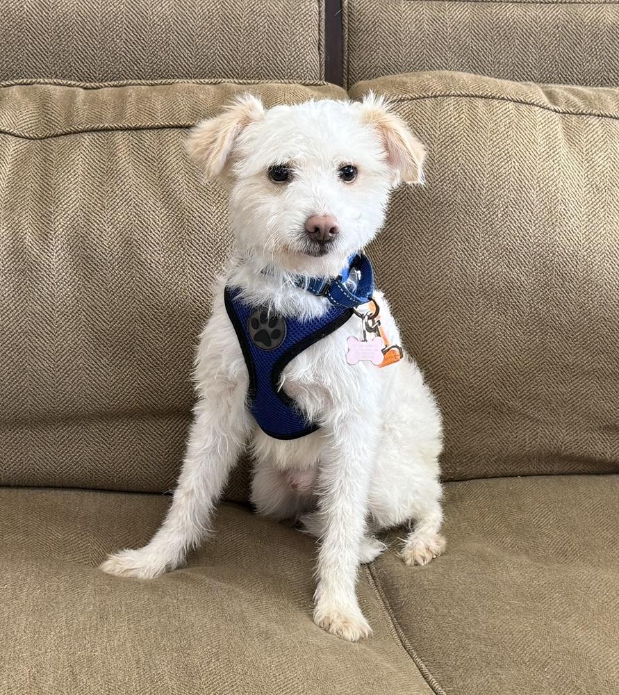 Enlarge Caleb Williams, a Adoptable mixed breed in Mundelein, IL image 6/6