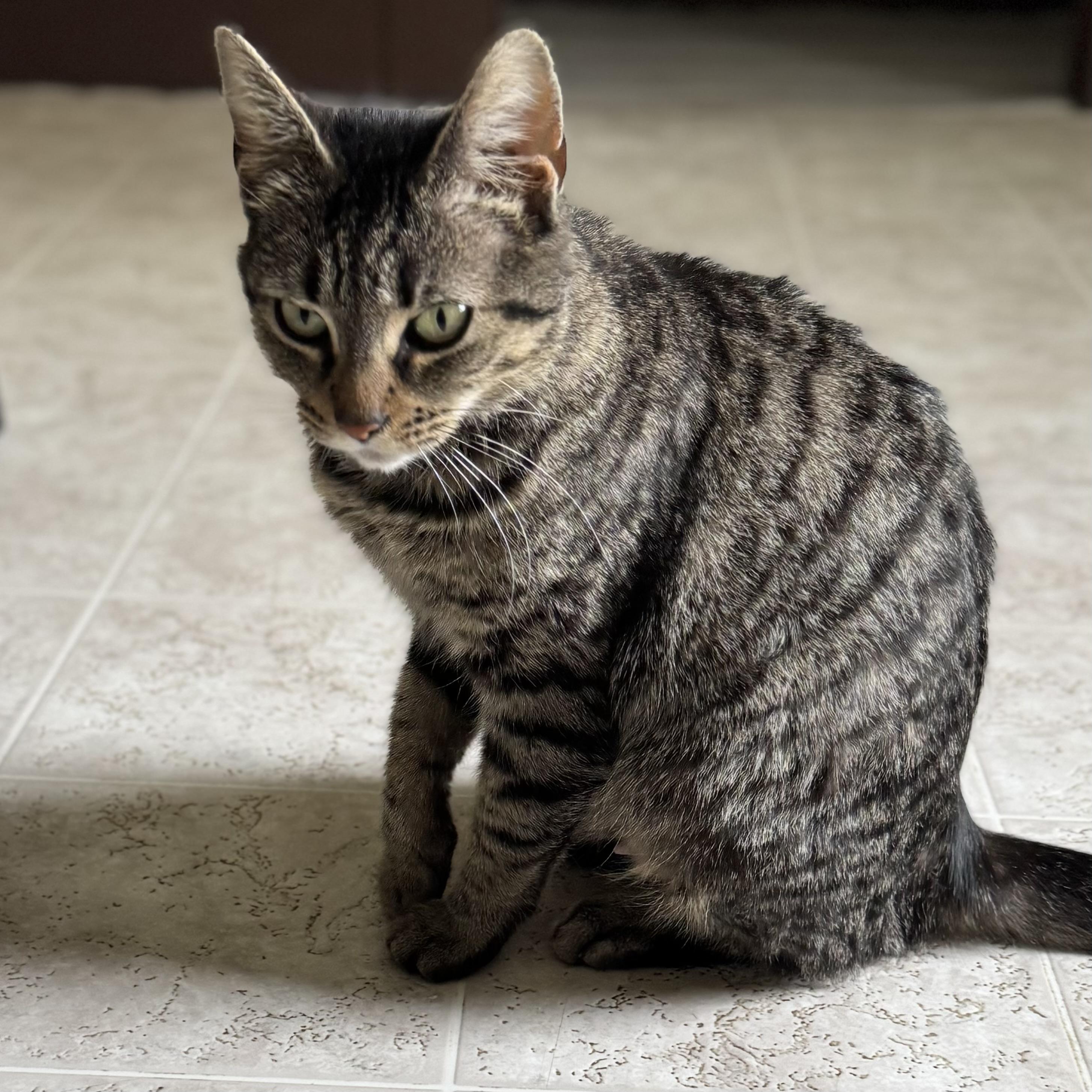 Enlarge Gracie, a Adoptable Domestic Short Hair in Little Falls, NY image 5/6