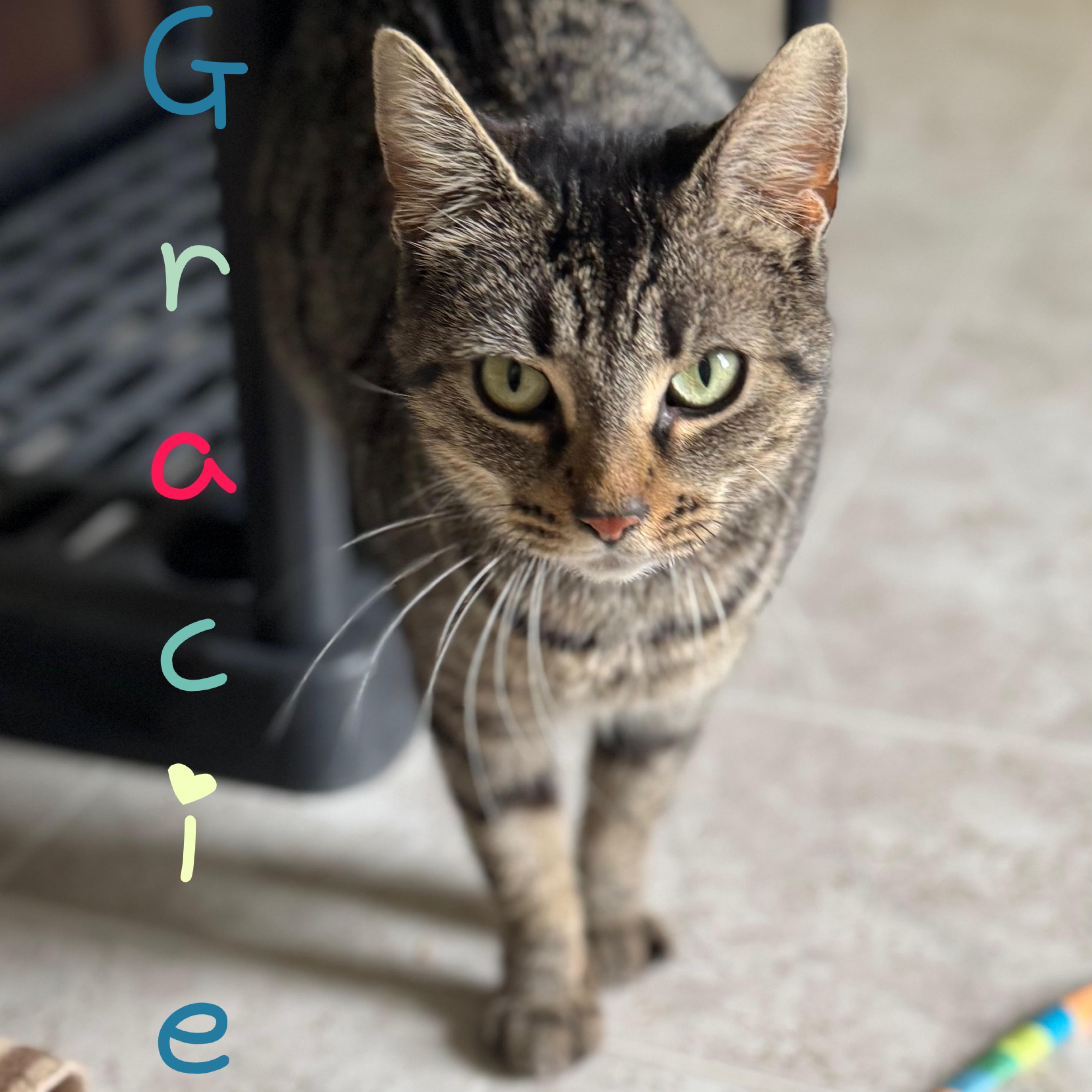 Enlarge Gracie, a Adoptable Domestic Short Hair in Little Falls, NY image 1/6