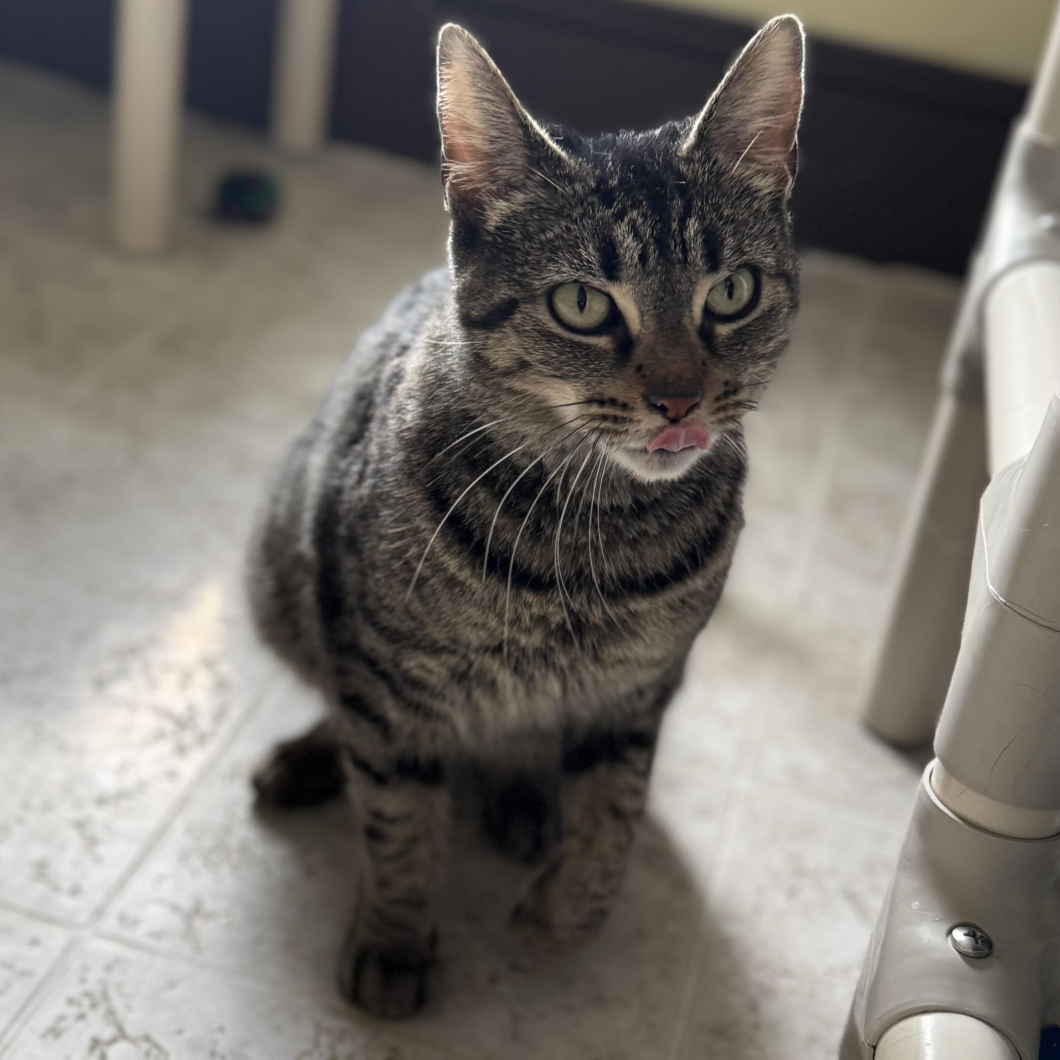 Enlarge Gracie, a Adoptable Domestic Short Hair in Little Falls, NY image 4/6