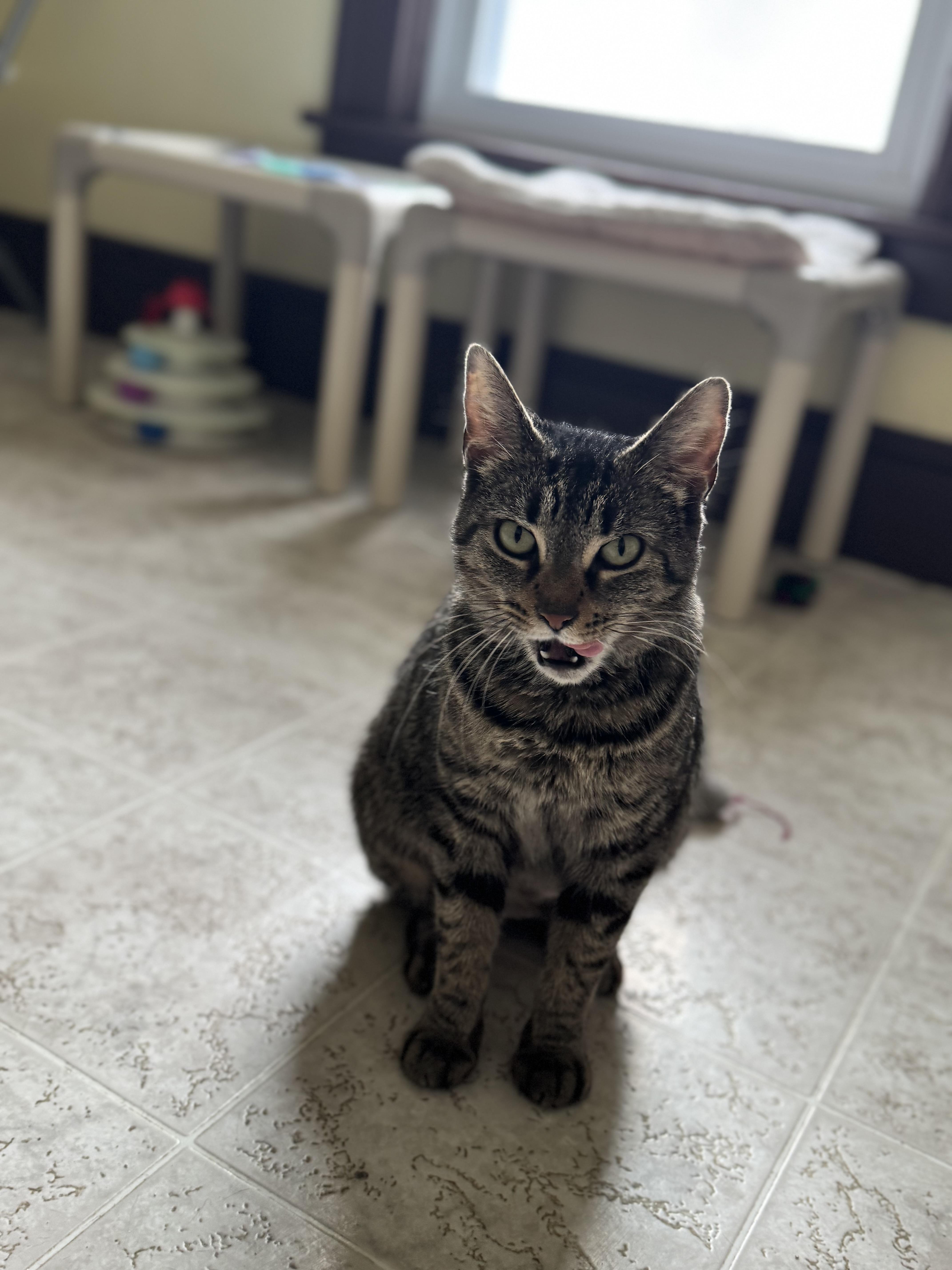 Enlarge Gracie, a Adoptable Domestic Short Hair in Little Falls, NY image 6/6