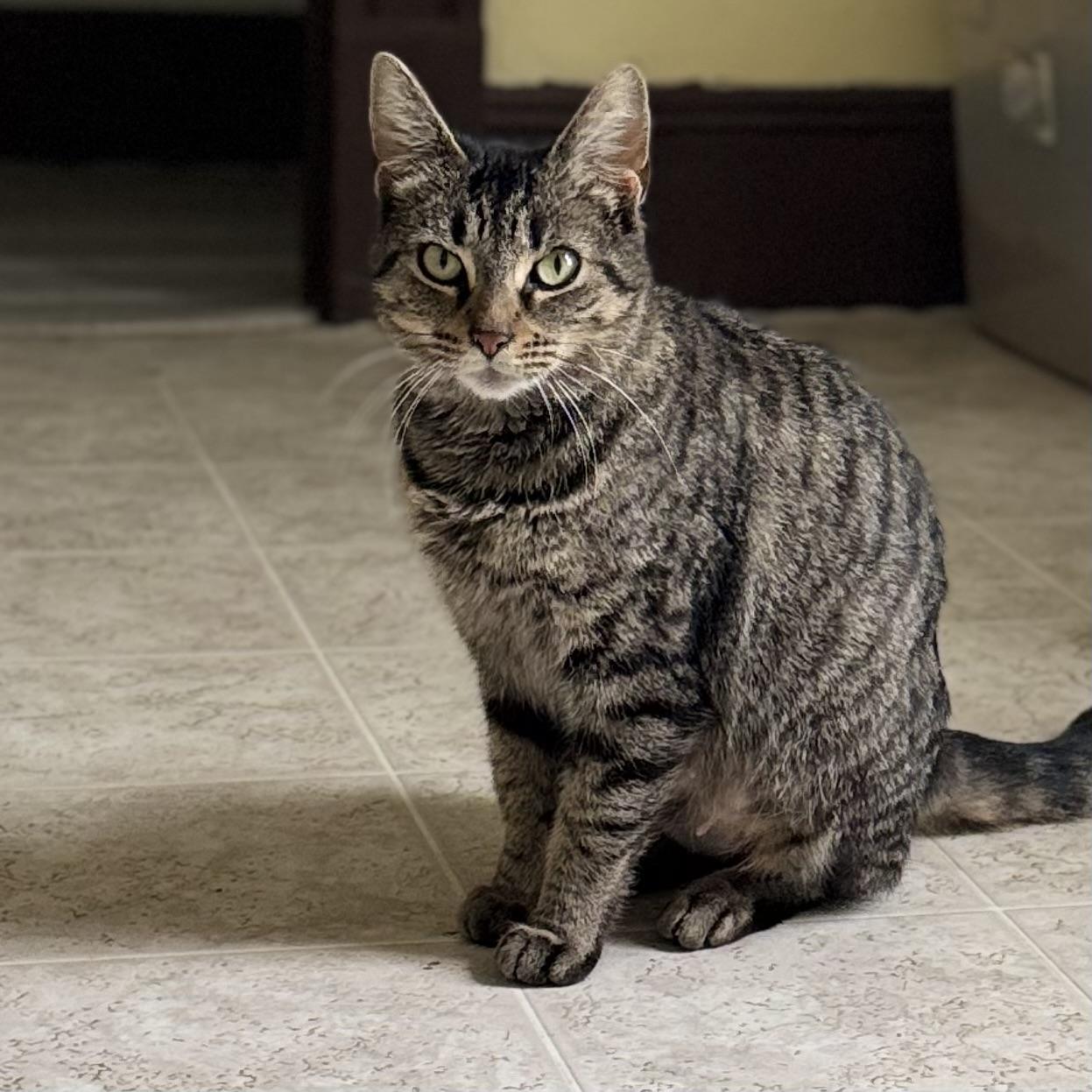 Enlarge Gracie, a Adoptable Domestic Short Hair in Little Falls, NY image 2/6