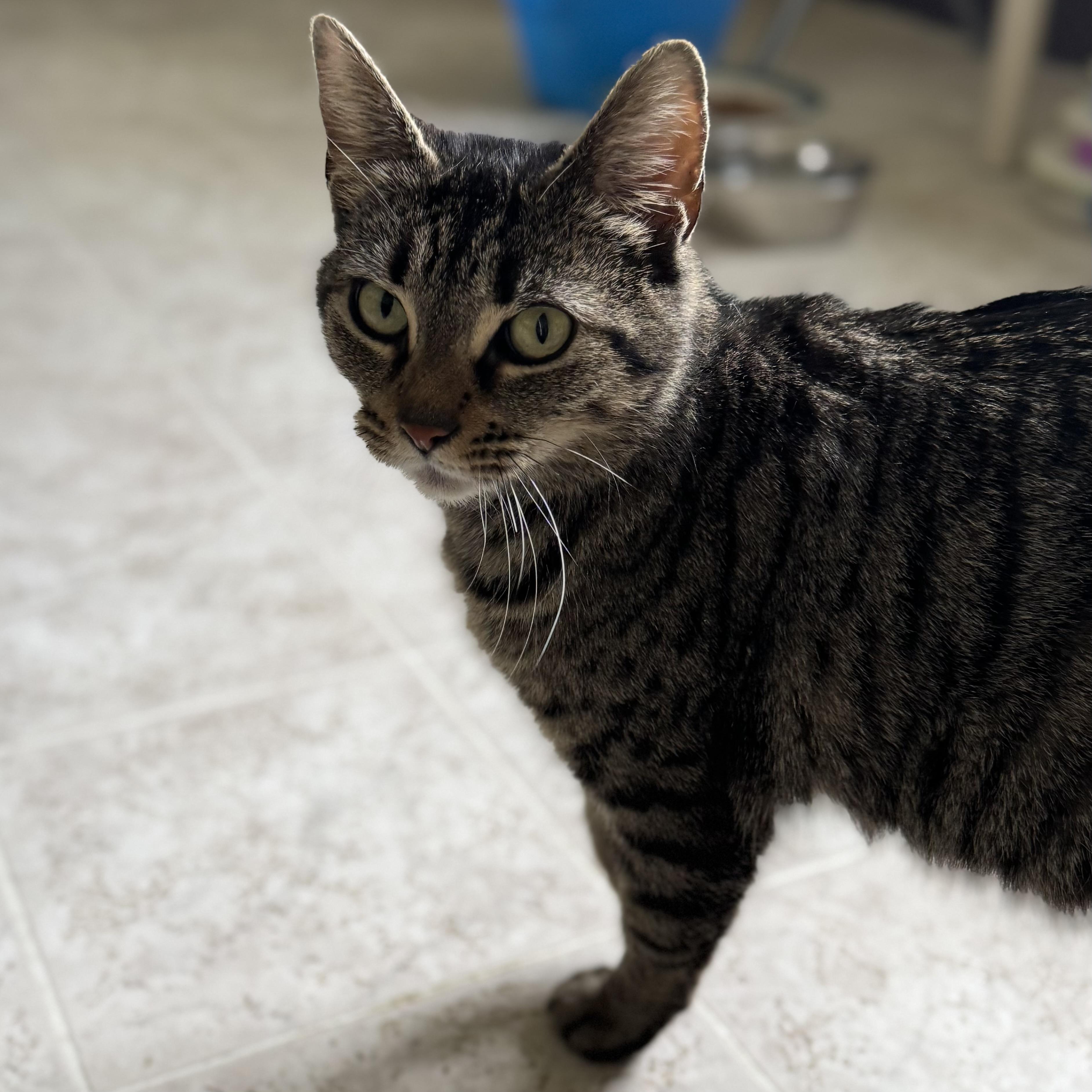 Enlarge Gracie, a Adoptable Domestic Short Hair in Little Falls, NY image 3/6