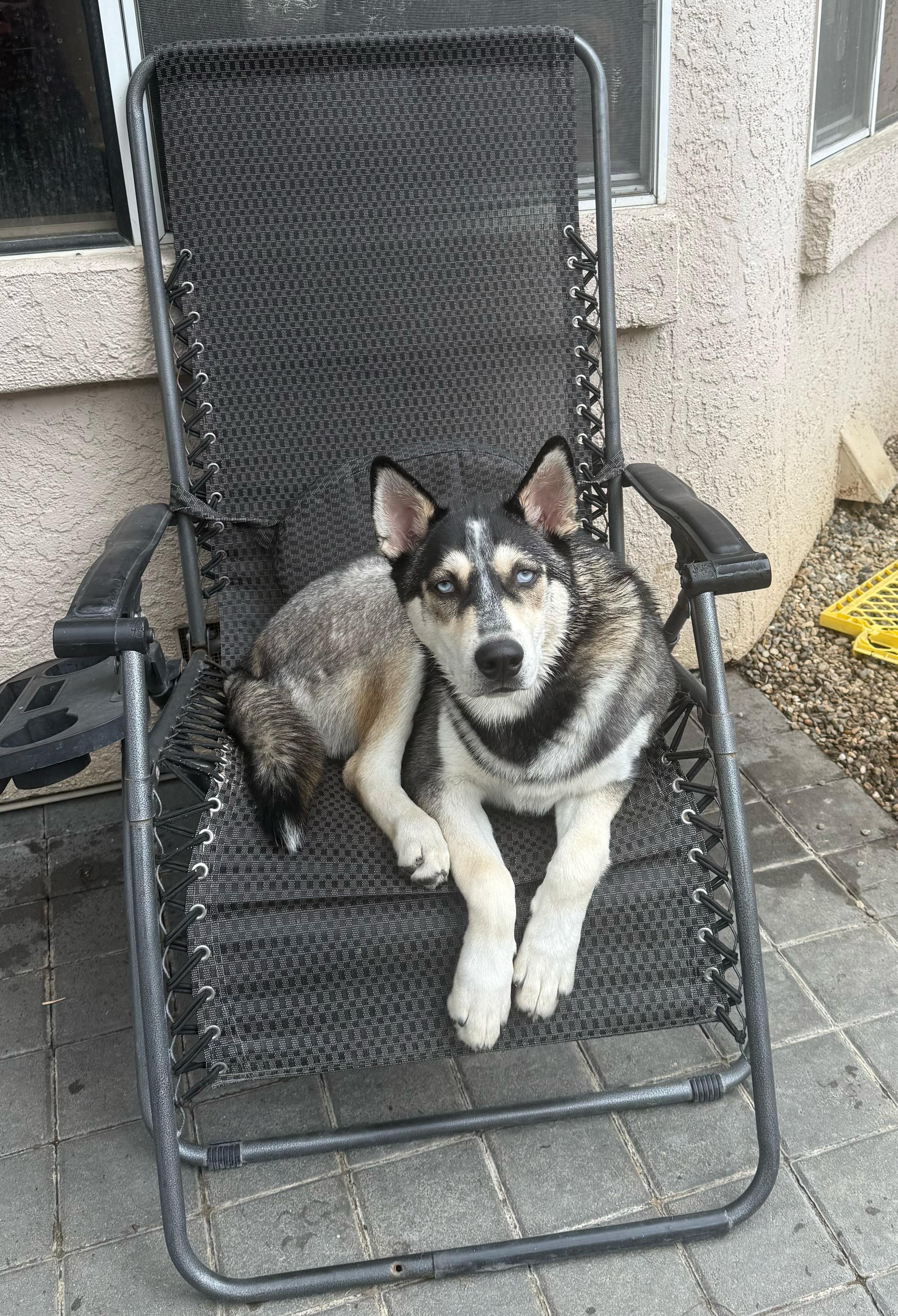 Enlarge Gambino, a Adoptable Siberian Husky in Discovery Bay, CA image 1/6