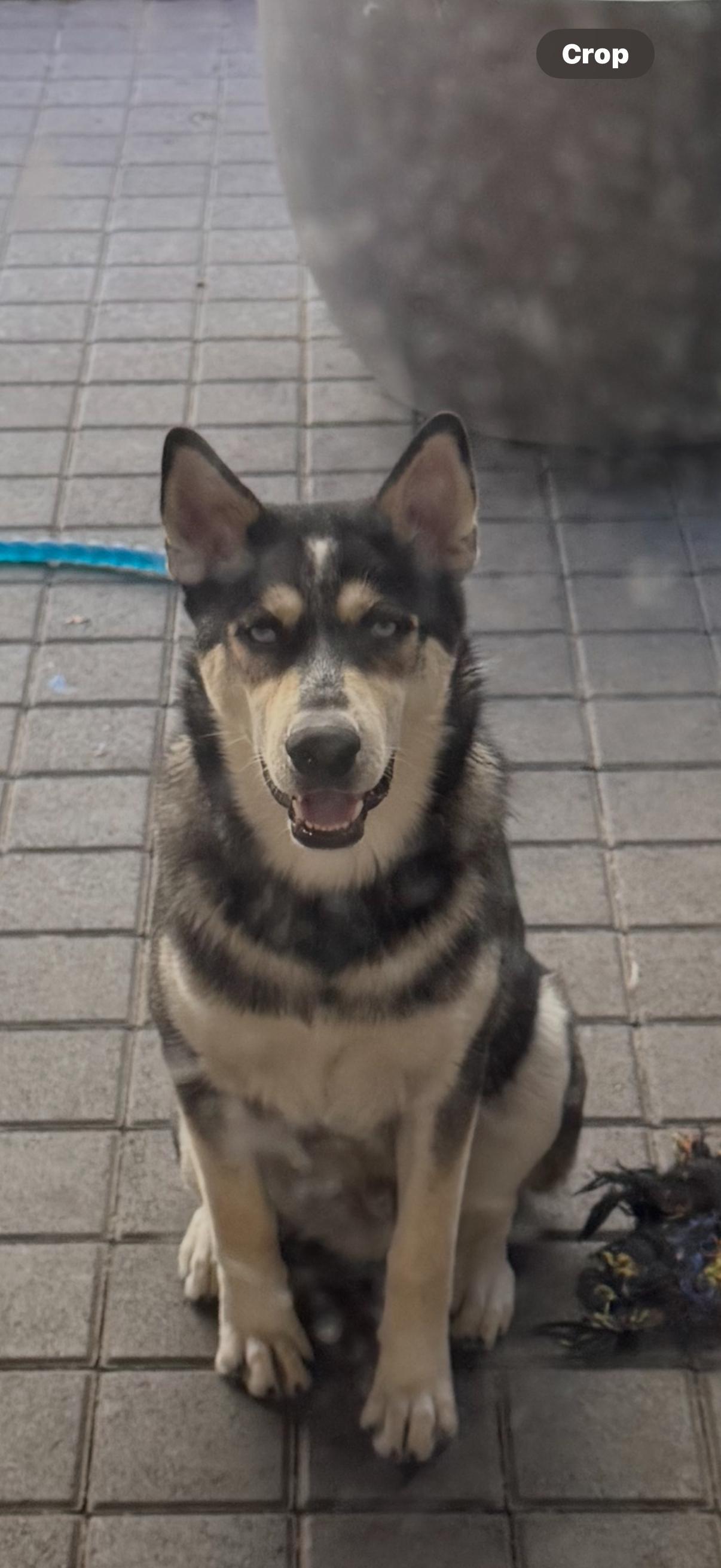 Enlarge Gambino, a Adoptable Siberian Husky in Discovery Bay, CA image 2/6