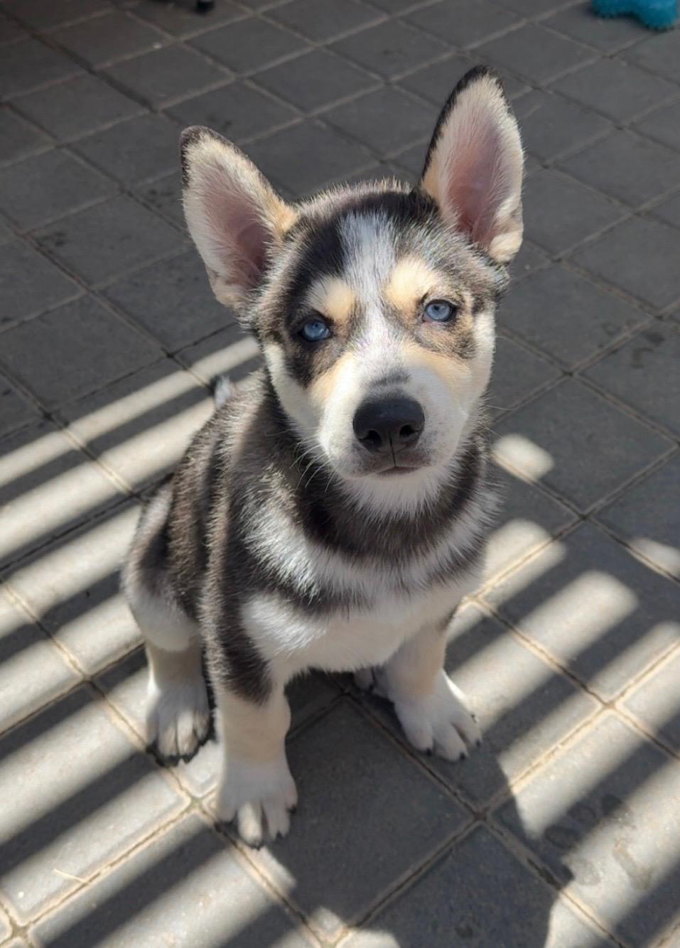 Enlarge Gambino, a Adoptable Siberian Husky in Discovery Bay, CA image 3/6