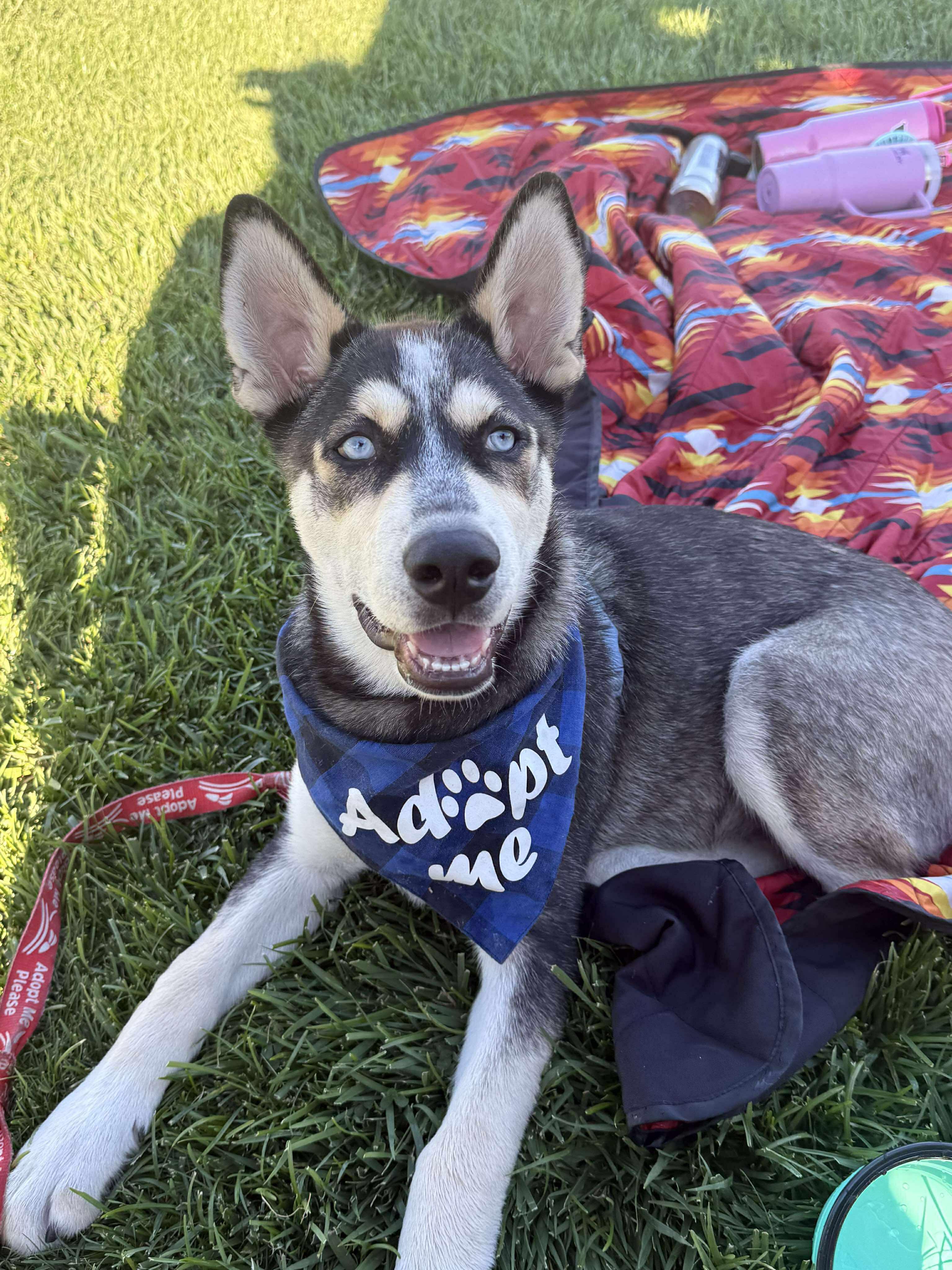Enlarge Gambino, a Adoptable Siberian Husky in Discovery Bay, CA image 4/6
