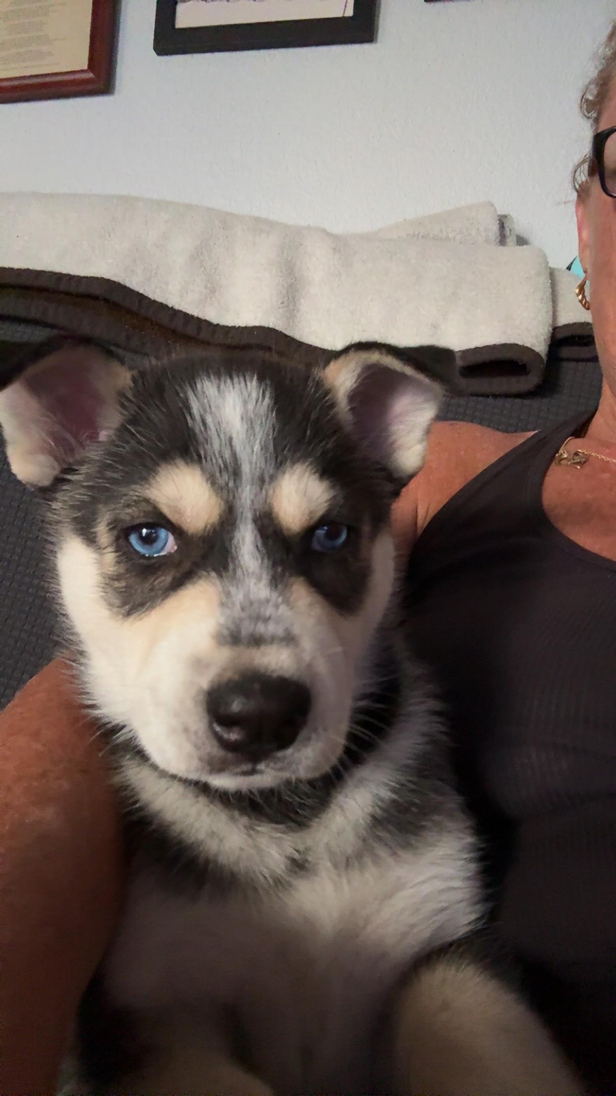 Enlarge Gambino, a Adoptable Siberian Husky in Discovery Bay, CA image 5/6