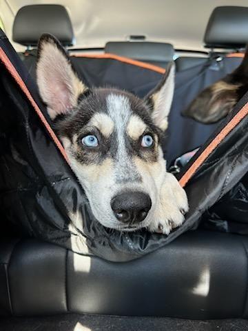 Enlarge Gambino, a Adoptable Siberian Husky in Discovery Bay, CA image 6/6