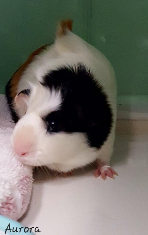 Enlarge Aurora , a Adoptable Guinea Pig in Key Largo, FL image 3/3