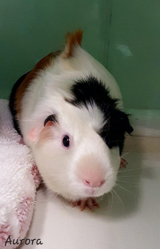 Enlarge Aurora , a Adoptable Guinea Pig in Key Largo, FL image 1/3