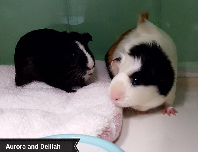 Aurora and Delilah, a Adoptable Guinea Pig in Key Largo, FL image 1/3