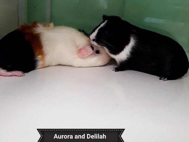 Aurora and Delilah, a Adoptable Guinea Pig in Key Largo, FL image 2/3