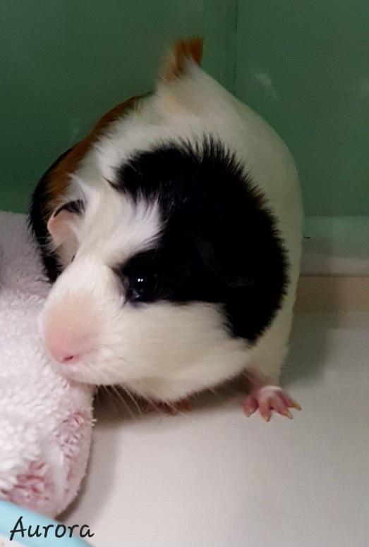 Enlarge Aurora , a Adoptable Guinea Pig in Key Largo, FL image 2/3