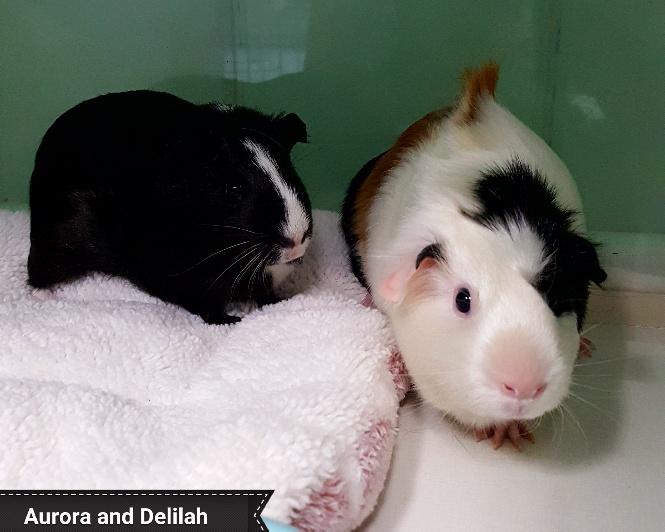 Aurora and Delilah, a Adoptable Guinea Pig in Key Largo, FL image 3/3