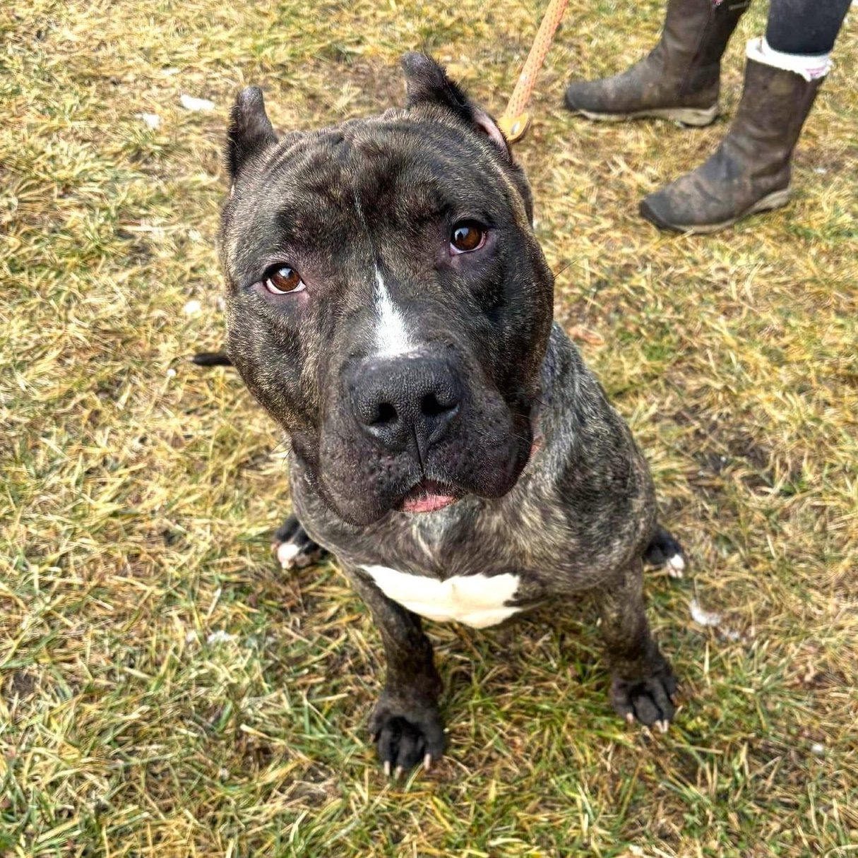 Bruno, adoptable, Adult Male Mixed Breed.