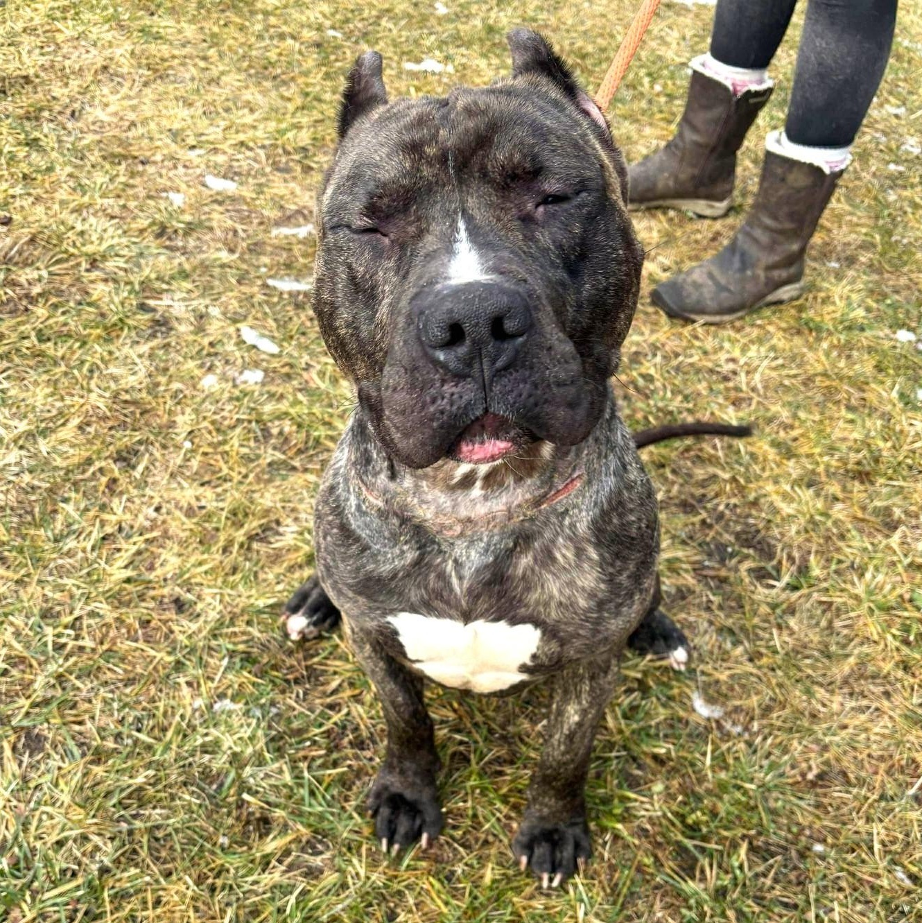 Enlarge Bruno, an adoptable Mixed Breed in Brookhaven, NY image 2/2