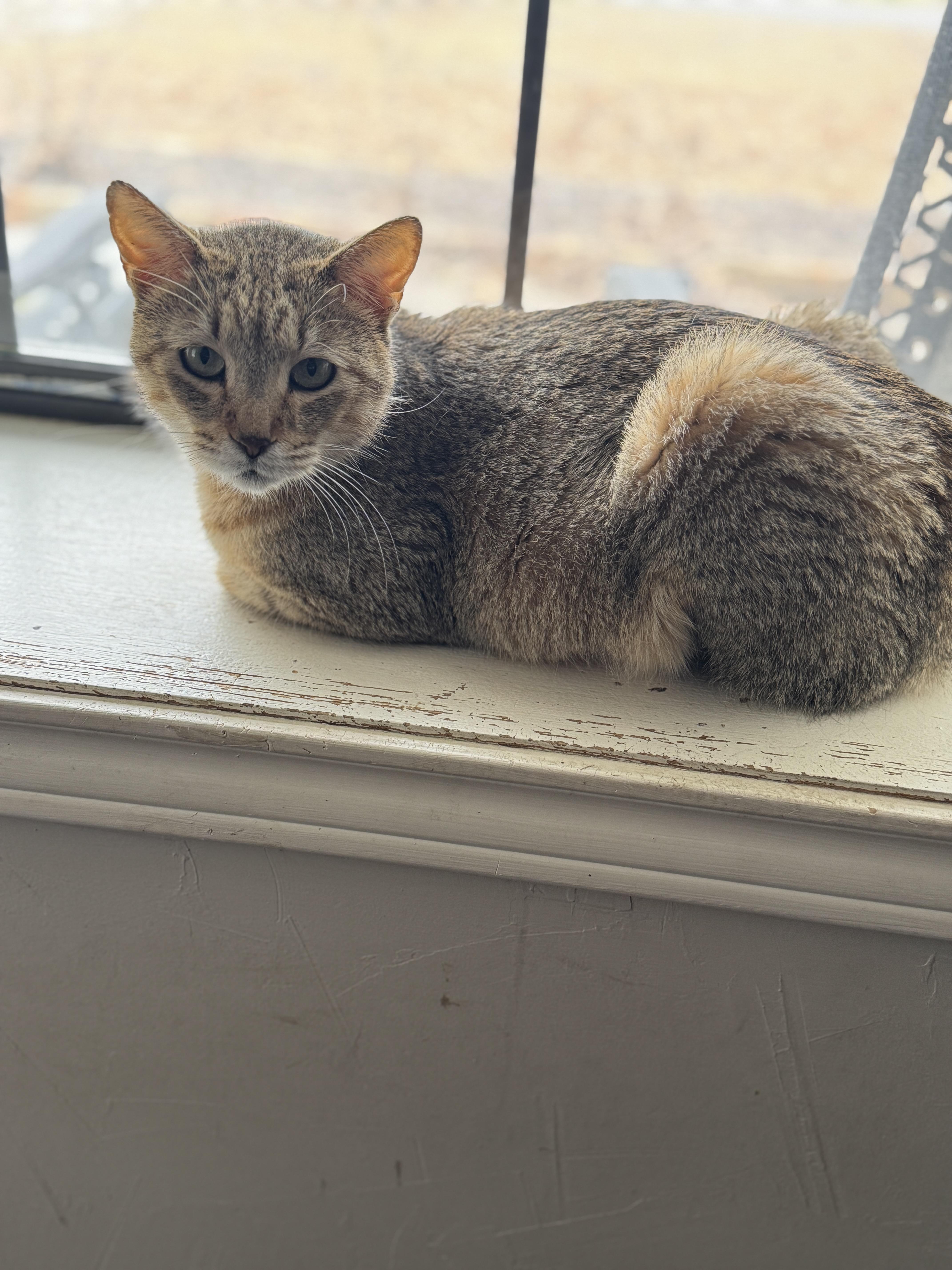 NOELLE, Young Female Tabby
