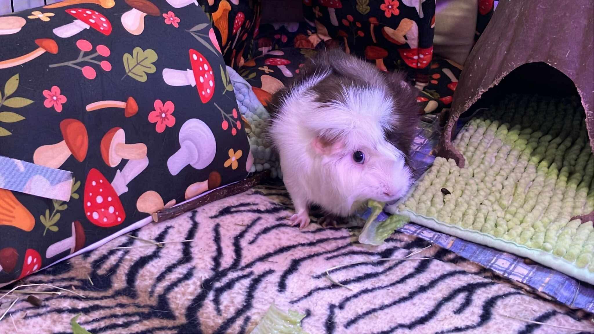 Enlarge Toffee Momo, a ADOPTABLE Guinea Pig in Shelby Township, MI image 3/3